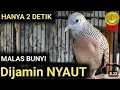 Download Lagu PERKUTUT LOKAL GACOR SUARA PALING AMPUH MERANGSANG LAWAN BUNYI