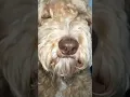 Download Lagu #Dogs #Pets #Viral #ViralShort #PopularShort #Popular #Charlotte #Funny #growl #flyxo #Trending￼