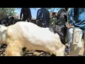 Download Lagu 1 juta Hamil Tua !! Babon Tinggal Beranak Harga Murah Meriah !! Pasar Kambing Jatirogo 