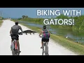 Biking Past Alligators Is This Even Safe Lake Apopka Wildlife Drive