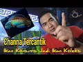 8 JENIS IKAN CHANNA TERCANTIK DI DUNIA 2023