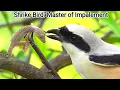 Download Lagu Kronik Shrike: Burung Jagal Alam