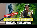 Download Lagu MURAI NGELOWO ? COBA SIMAK INI SETTING MURAI BATU KEYANG MURAI HARIAN KENYANG By HoBi ID