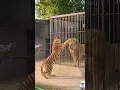 Lagu tiger and lion video, #youtube #viral #new #shortsfeed #tiktok #vlog #shortsvideo #shorts #tiktok 💖💖