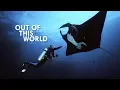 Manta Ray The Bizarre Evolutionary Mystery of a 30-Foot Wingspan