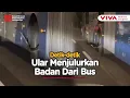 Download Lagu Ular Sanca Kejutkan Pengendara, Mendesis Dari Bodi Bus