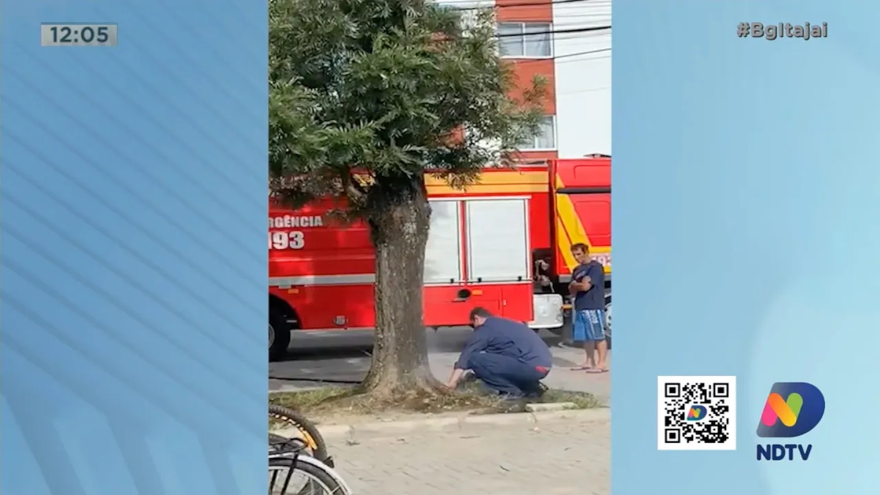 Mistério aqui na região, uma arvore pegou fogo sozinha em Navegantes