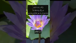 آية ومن يتوكل على الله فهو حسبه من سورة الطلاق مكررة نصف ساعة اسمعها بنية التوكل على الله 