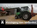 Download Lagu 70 Koeien Weiden met 1 Melkrobot