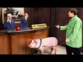 I Tested PET FRIENDLY Hotels With Farm Animals