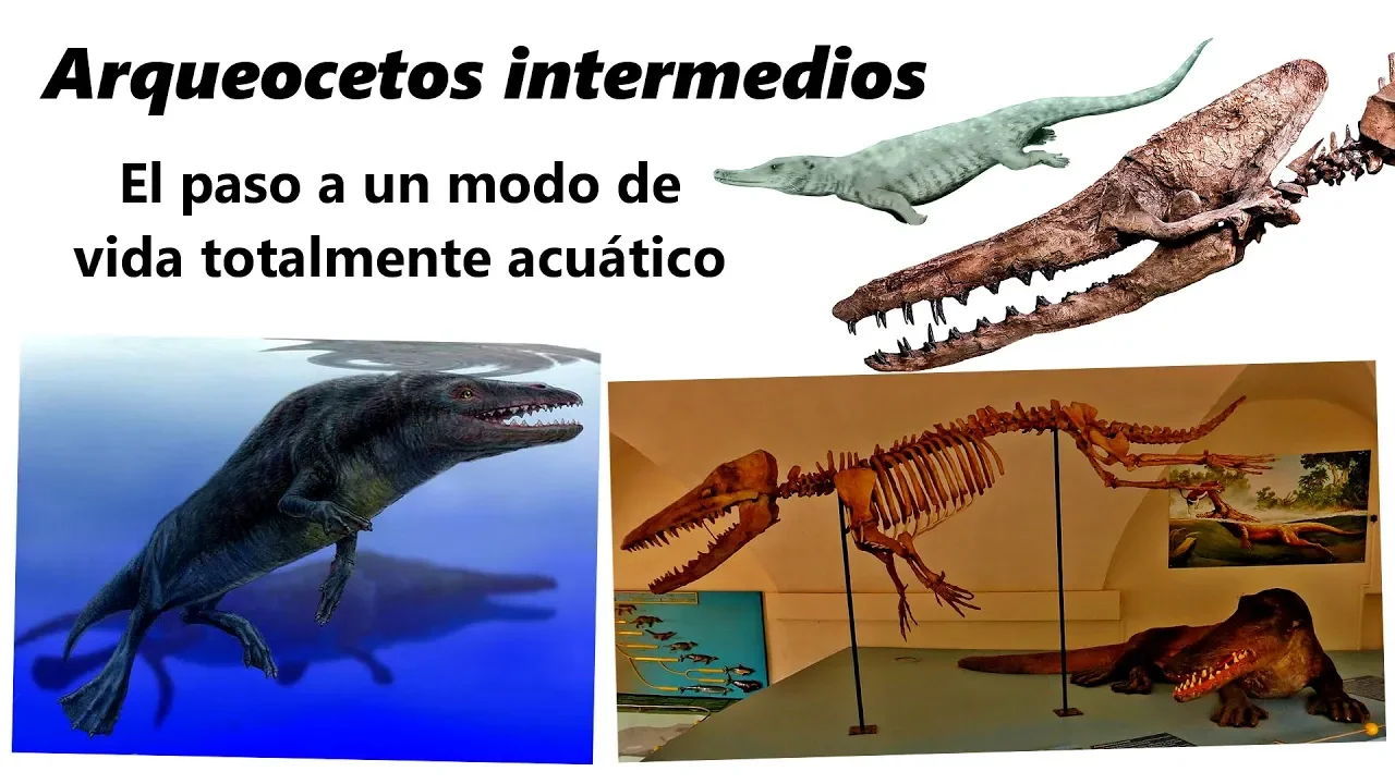 Arqueocetos intermedios. Descubre cómo los cetáceos pasaron de la tierra al agua...