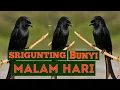 Download Lagu Pancingan SRIGUNTING | malam hari | buat masteran  srigunting macet bunyi |