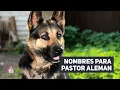 40 NOMBRES PARA PERROS PASTOR ALEMAN