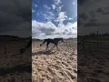 Download Lagu Joe was so good with free lunging today!!❤️🌸 #horse #cute #lunging