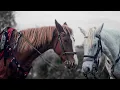 Horse Raising \u0026 Riding In Algeria (Documentary)