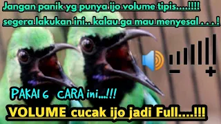 tips 6 cara menambah volume cucak ijo agar suara tembus digatangan 