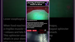 Journey Of Food From Mouth To Anus 