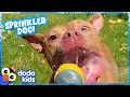 Cute Dog s Mission Is To Jump On Every Water Sprinkler Dodo Kids