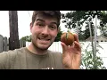 Why do Tomatoes Crack and How to Prevent It