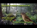 Suara Pikat Opior Jawa vs Flamboyan ribut.