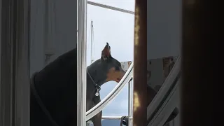 #fyp #pets #doberman #dream #dog