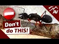 TOP 5 Mistakes in Ant Keeping How to Raise an Ant Colony