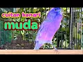 Download Lagu SUARA CUITAN KENARI MUDA UNTUK MEMANCING BUNYI KENARI PAUD AGAR CEPAT GACOR NGEROLL PANJANG
