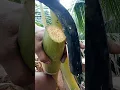 Lagu Toddy Process or Coconut Wine Making Highlights #12 #satisfying