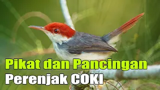 Download suara pikat prenjak coki paling ampuh mp3 terbaik. MP3