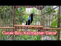 Download Lagu SUBHANALLAH BURUNG VIRAL TERCANTIK DI INDONESIA,Burung Cucak Biru Gacor Kalimantan.