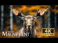 Download Lagu Magnificent Forest Creatures 4K 🌳 Jungle Secrets Revealed with Restful Piano Harmonies for Equanimit