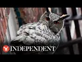 Flaco the escapee eagle-owl stares down camera as he perches on New York fire escape