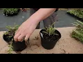 Papaver Poppies - cutting back spring flower perennials