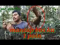 Download Lagu cara pikat kapas tembak sumatera