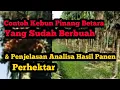 Download Lagu Pinang Betara Yang Sudah Berbuah dan Analisa Hasil Panen Perhektar..Hp/WA 085364517260