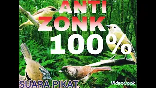 suara pikat burung plamboyan dan semua jenis burung opior