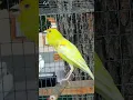 Download Lagu the climax of the canary 2 #song #short