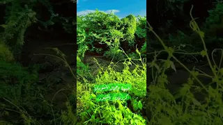 الطبيعة علي اصولها السودان ولاية غرب كردفان محلية النهودSudan West Kordofan State Al Nuhud 