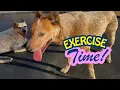 Lagu Exercise time with Oliver and Sydney!