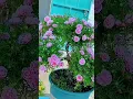 Download Lagu So Beautiful Pink Moss Rose #shorts #garden