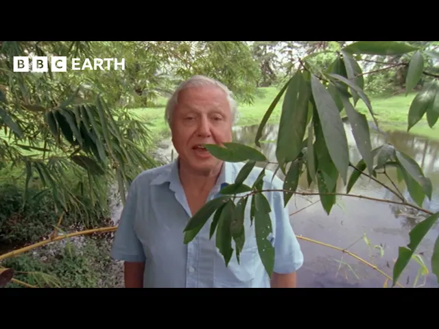 Video: What Happens When a Wasp Battles a Tadpole? | Life in Cold Blood | BBC Earth Science