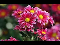 Download Lagu Beautiful Soulful Melody by Sergey Chekalin – A Timeless Classic! Melody of Love!