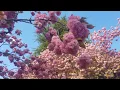 Download Lagu 2020 Vancouver Cherry Full Blossom | What Is A Youth - Teshima Aoi | song lyrics