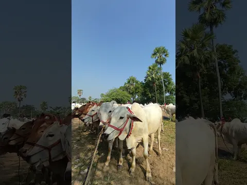 #automobile #penchulapadubulls #farming #bullfarm #cow #farming #bullfarm #tsfarmers #telugusongs