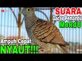 Download Lagu PERKUTUT LOKAL YANG GACOR PALING BANYAK JADI PANVINGAN HANDAL
