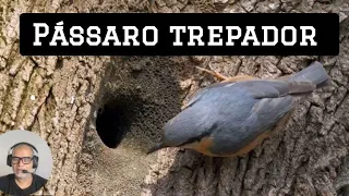 Pássaro Trepador  🐦