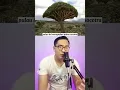 Download Lagu ADA PULAU DAJJAL DI NEGARA INI 🇾🇪😱