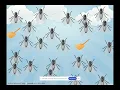 Linear Equations Fly-Swatter Review