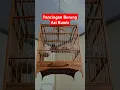 Download Lagu BURUNG ASI KUMIS GACOR