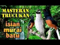 Download Lagu masteran trucukan isian murai batu//sangat cocok untuk trucuk lolohan jantan dan muda hutan.